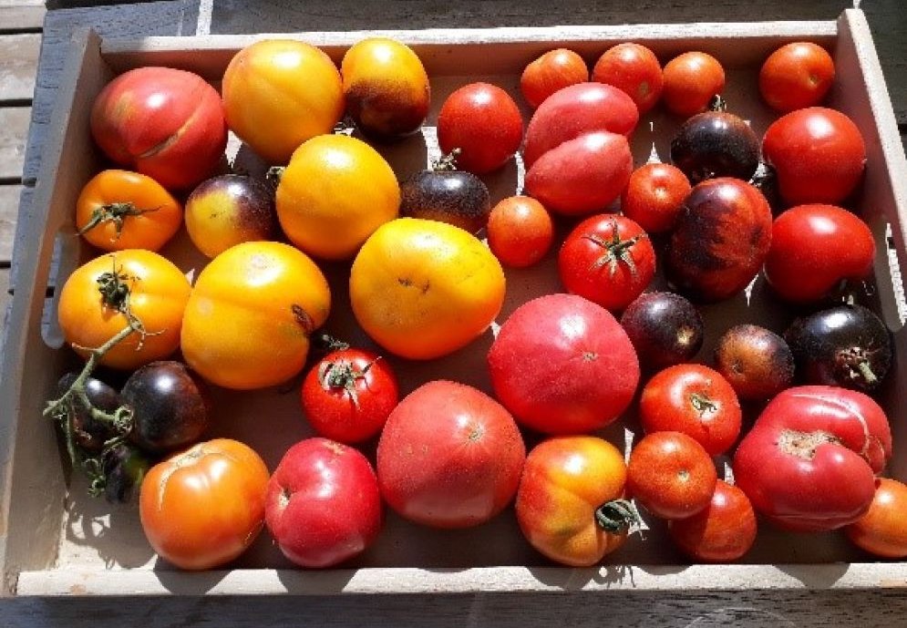 Become vegetable and fruit saver!