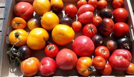 Become vegetable and fruit saver!